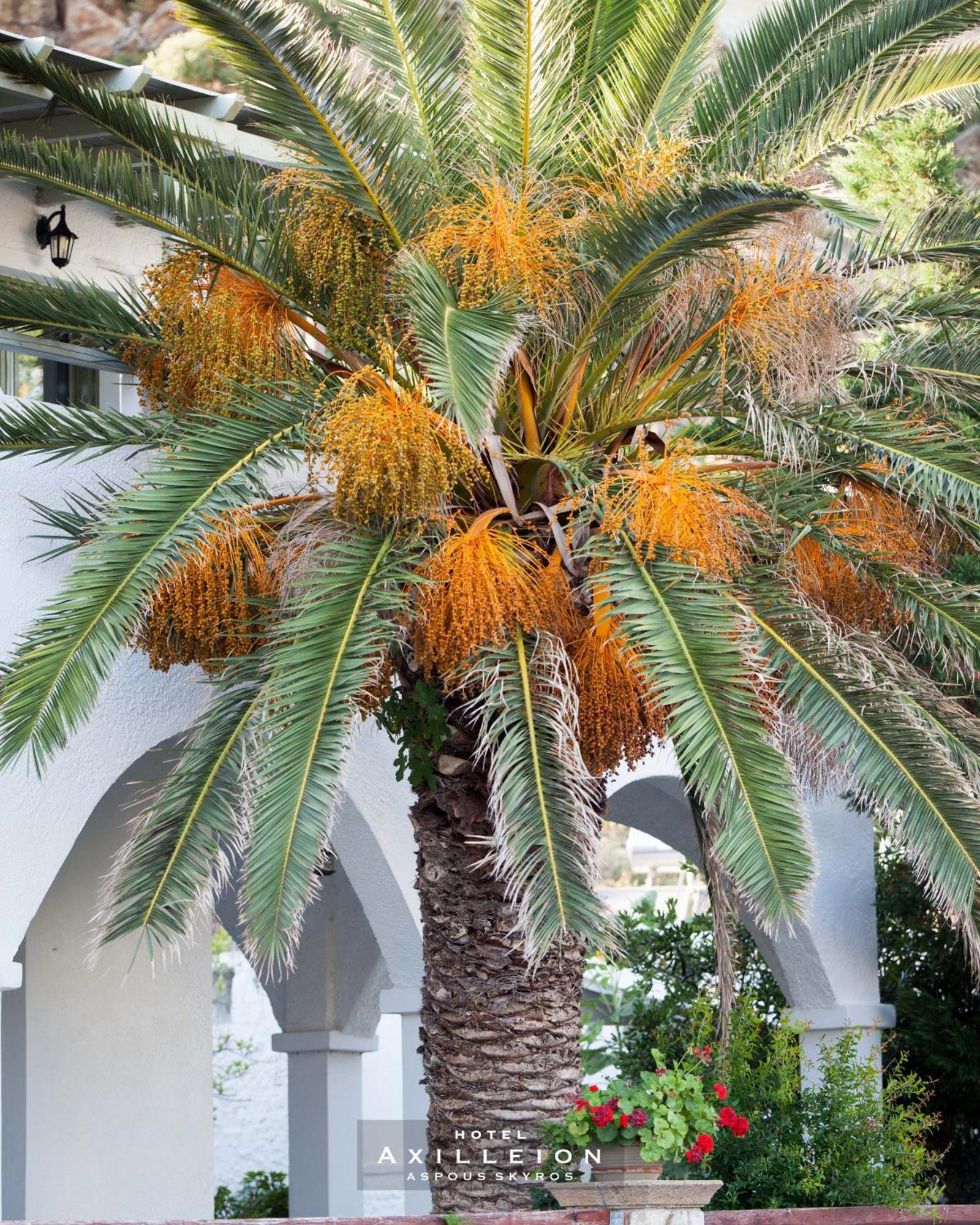 Achilleion Hotel Скірос Екстер'єр фото